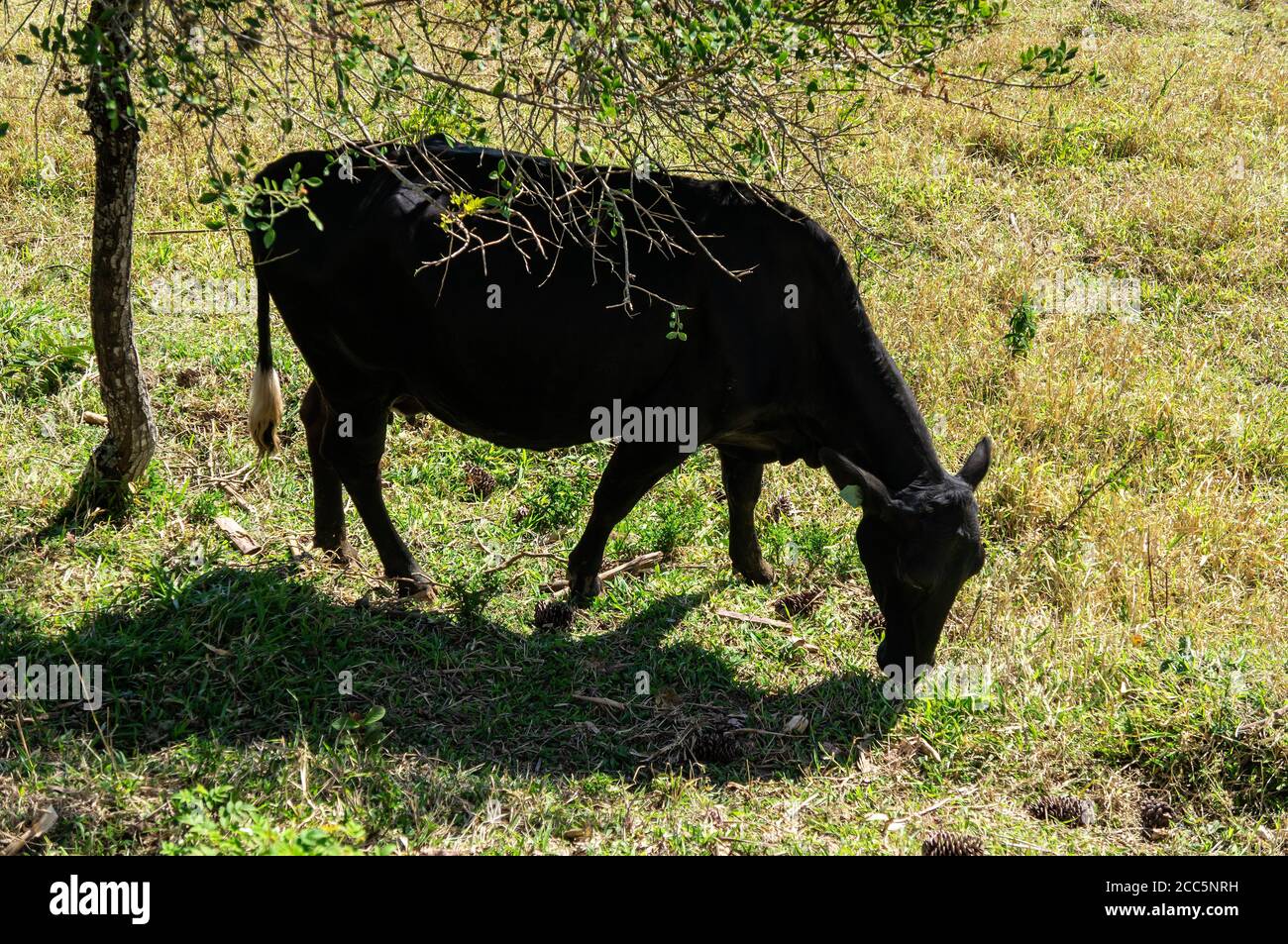 Angus Rinder (Aberdeen Angus - gemeinsame Rasse von Rindern) Essen auf einem Weidefeld unter einem Baum in einer Ranch neben Casa da Serra Restaurant. Stockfoto