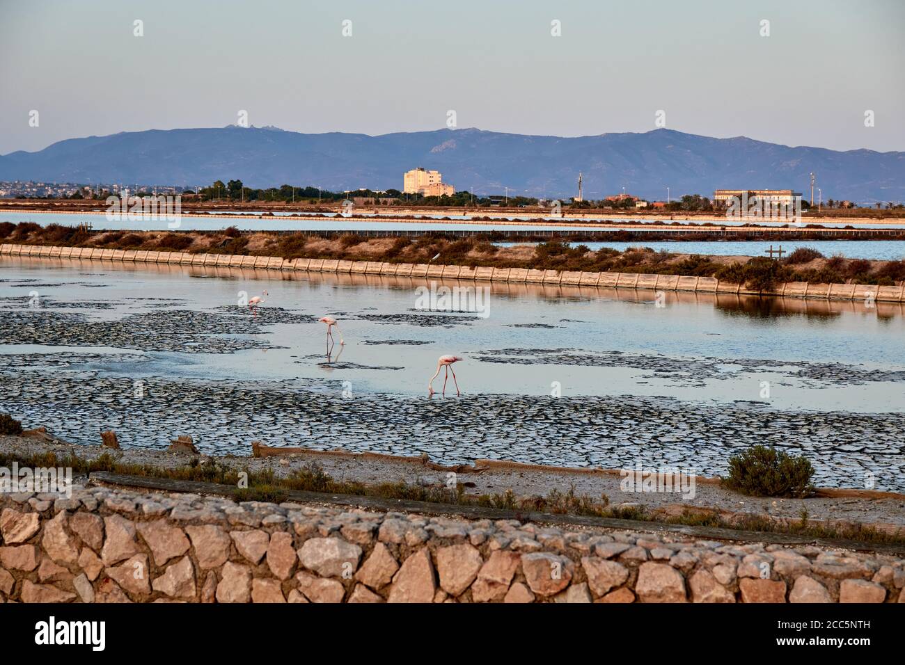 Molentargius Teiche in Sardnia, Flamingos Fotojagd Stockfoto