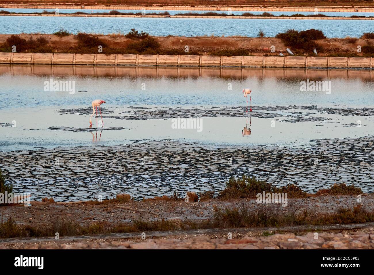 Molentargius Teiche in Sardnia, Flamingos Fotojagd Stockfoto