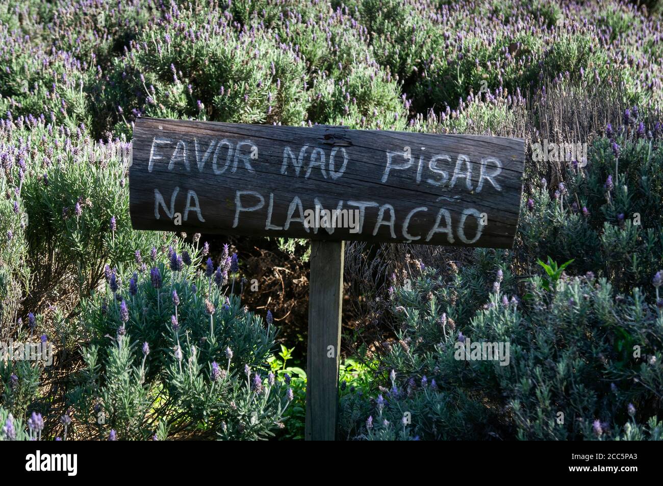 Ein Warnschild aus Holz, das die Besucher freundlich bittet, zwischen den buschigen Lavendelfeldern der Contemporariofarm "nicht auf die Plantage zu treten". Stockfoto