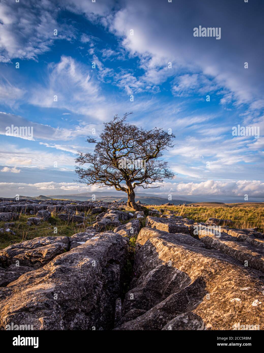 Das letzte herbstliche Abendlicht am Einigen Baum in der Nähe von Winskill Stones Stockfoto