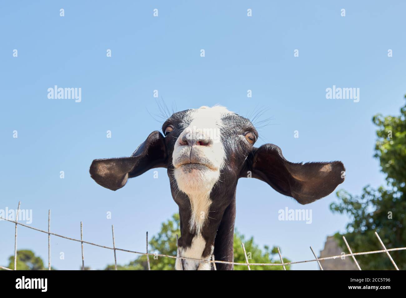 Ziegenmodell, phiz close up Stockfoto