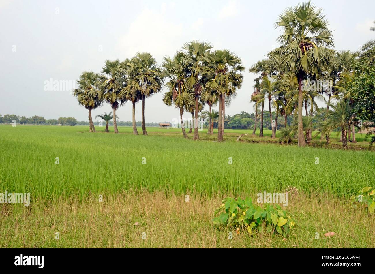 Ländliche Dorflandschaft im Süden 24 pargana West bengalen indien Stockfoto