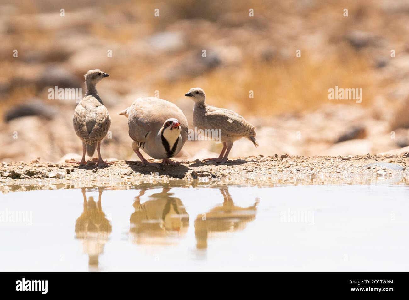 Chukar Partridge oder Chukar (Alectoris chukar) fotografiert in Israel, in der Nähe eines Wasserbecken Negev Wüste. Ein paläarktische Upland Gamebird im Fasane fa Stockfoto