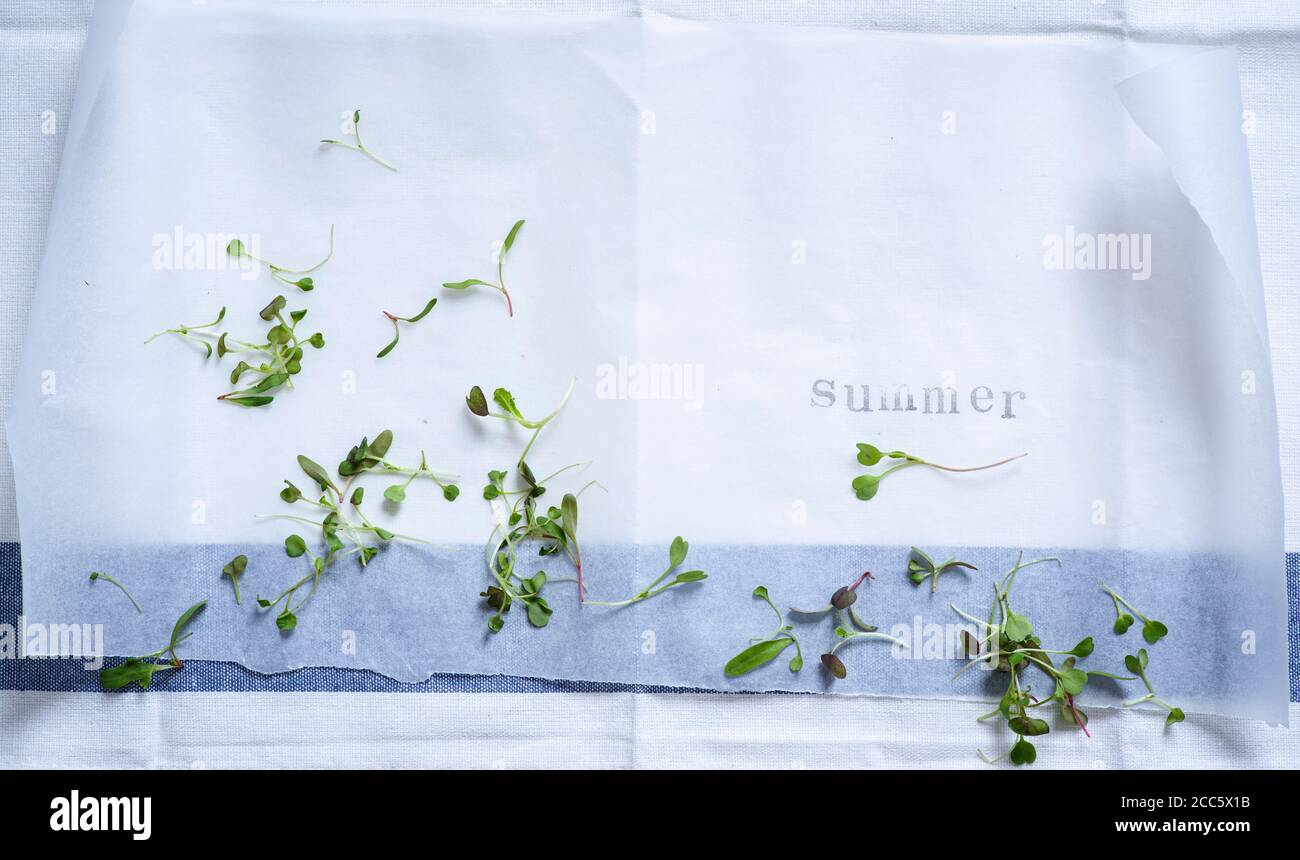 Sommer auf Backpapier gestempelt, Hintergrund mit Mikrokräutern Stockfoto