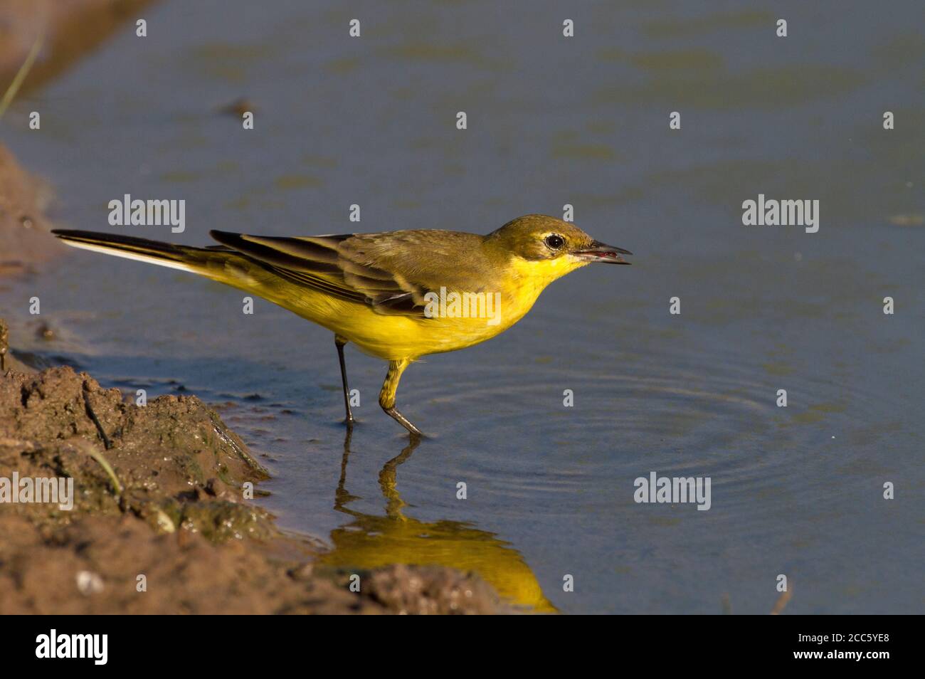 WESTERN Yellow Wagtail (Motacilla flava) in der Nähe von Wasser, Yellow Bachstelzen sind insectivorous, lieber in offenen Land leben, wo es leicht ist, zu erkennen Stockfoto