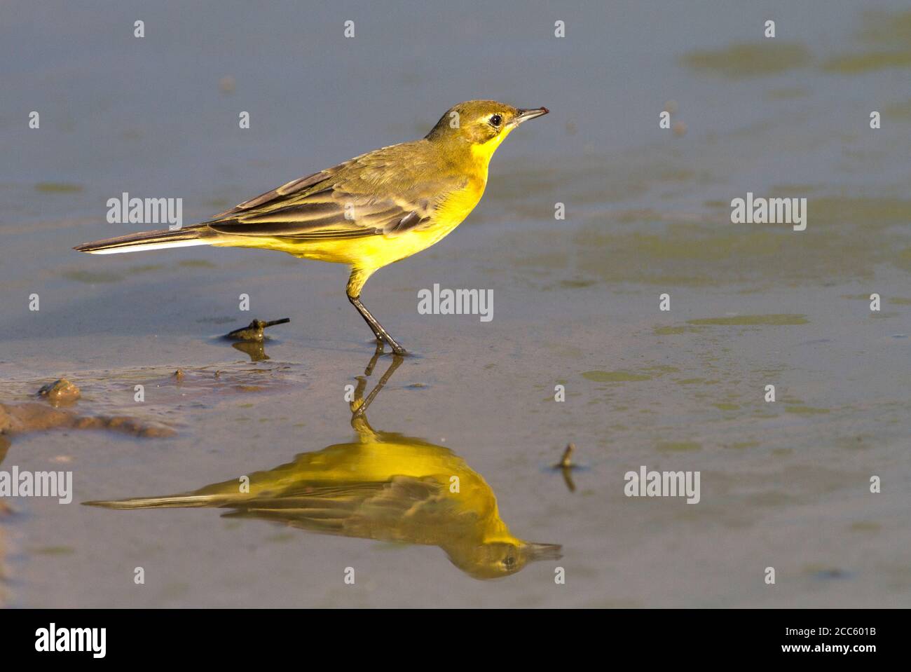 WESTERN Yellow Wagtail (Motacilla flava) in der Nähe von Wasser, Yellow Bachstelzen sind insectivorous, lieber in offenen Land leben, wo es leicht ist, zu erkennen Stockfoto