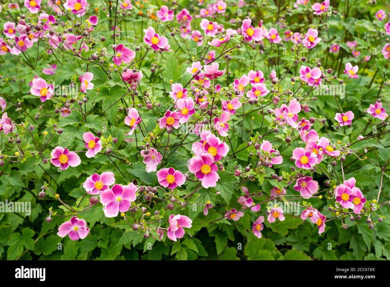 Anemone Hupehensis Hadspen Abundance oder japanische Anemone Windflower Anemones rosa Blumen blühende Pflanze in blühender Blüte Stockfoto