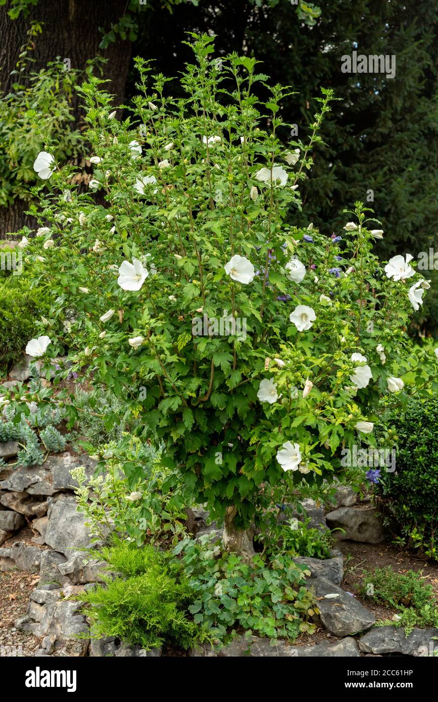 Hibiscus syriacus althea Fotos und Bildmaterial in hoher Auflösung