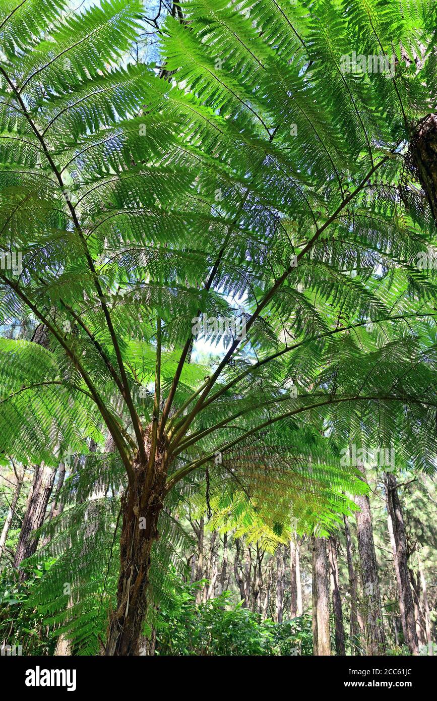 Groer Farn im tropischen Wald an sonnigen Tagen auf Mauritius Insel,  Afrika Stockfotografie - Alamy