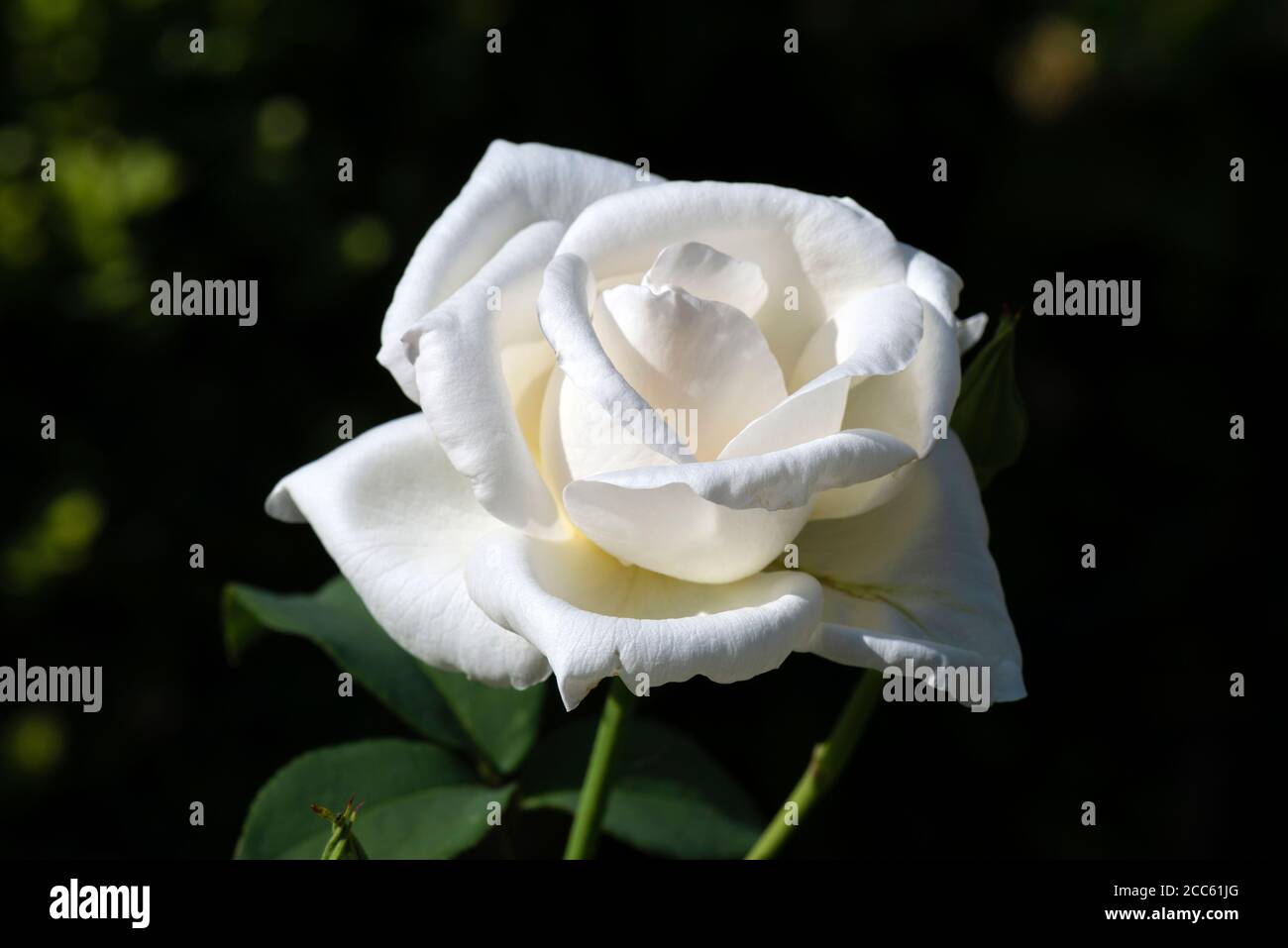 Einzelne weiße Hybrid Tea Rose oder Rosa Paloma Blanca Rose Cremig-weiße Knospe blühen im Sommersonnenlicht vor dunklem Hintergrund Stockfoto