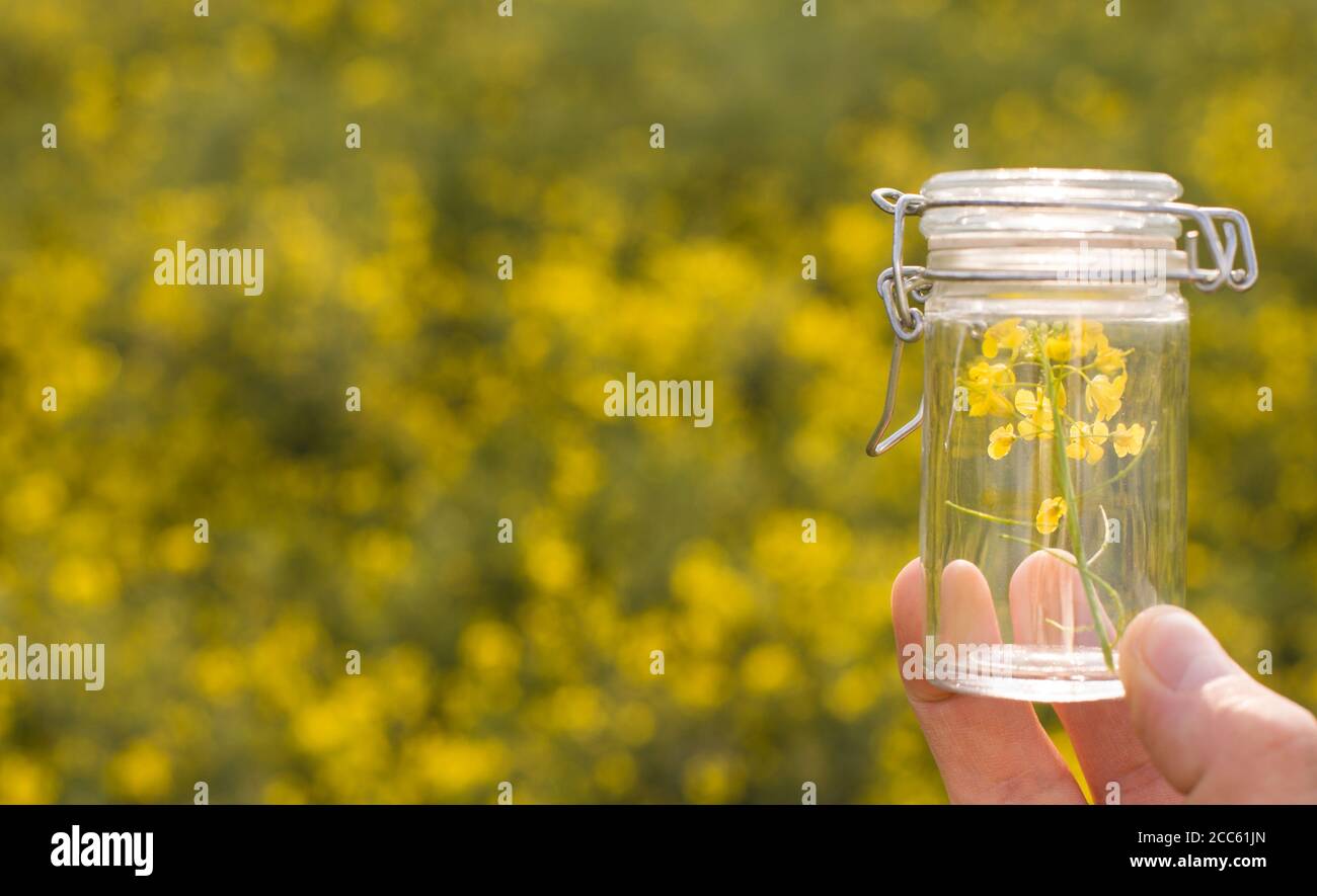 Raps, Konzeptfoto - Platz für Text. Stockfoto