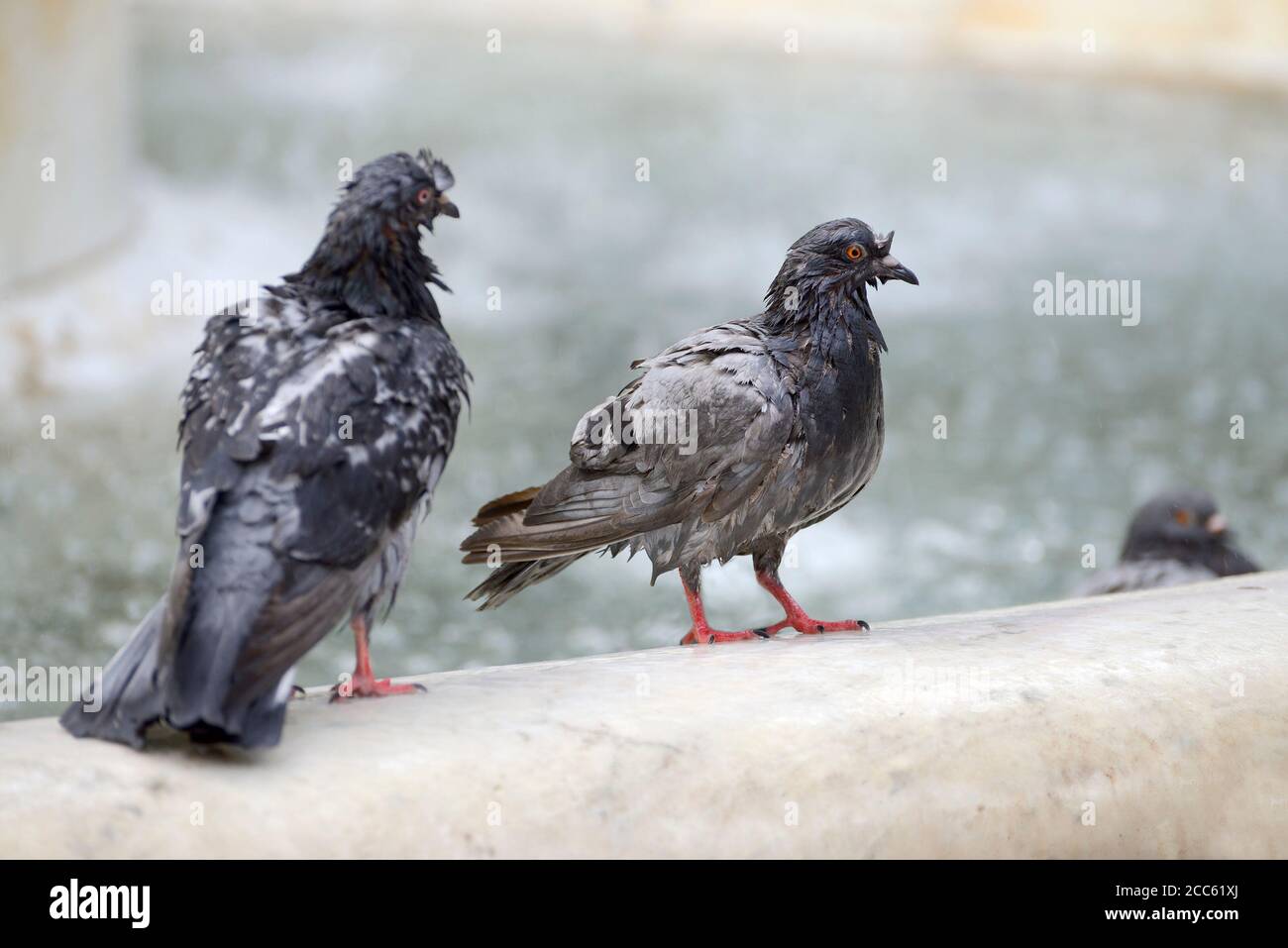 London, England, Großbritannien. Sehr nasse Taube nach einem Bad in einem Springbrunnen am Leicester Square Stockfoto