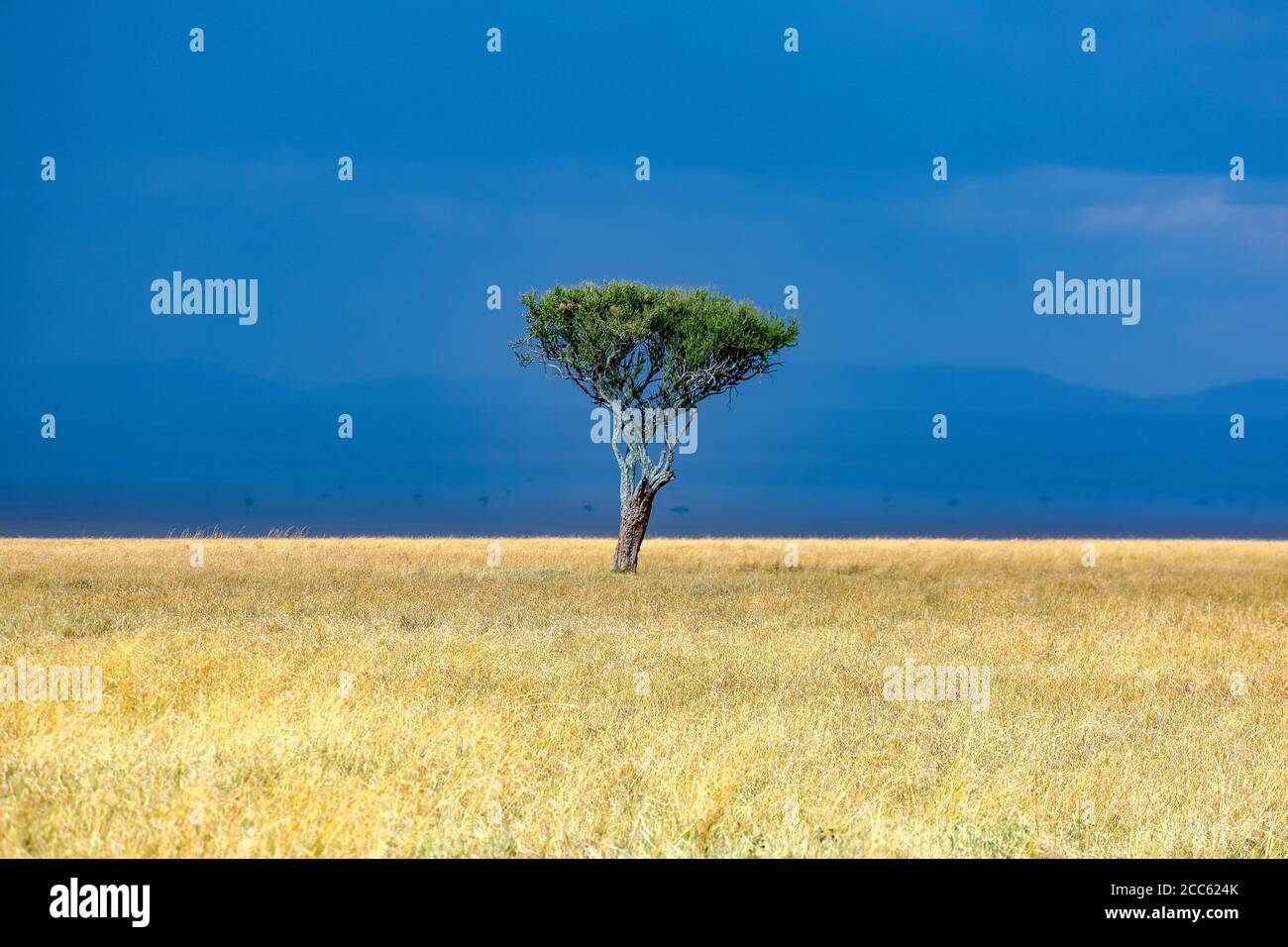 Einzelbaum - Masaai Mara Stockfoto