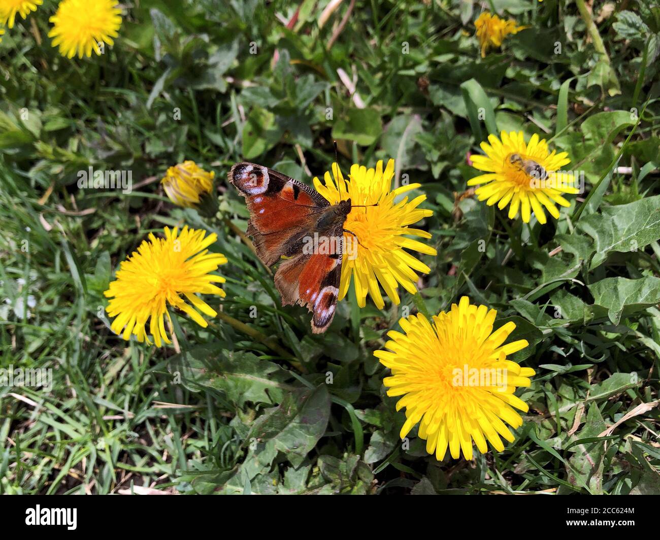 Europäische Pfau Schmetterling sitzt auf Löwenzahn Blume. Rostrotes Insekt mit schwarzen und weißen Augenflecken, Markierungen auf Flügelspitzen. Aglais io, mobiles Foto Stockfoto