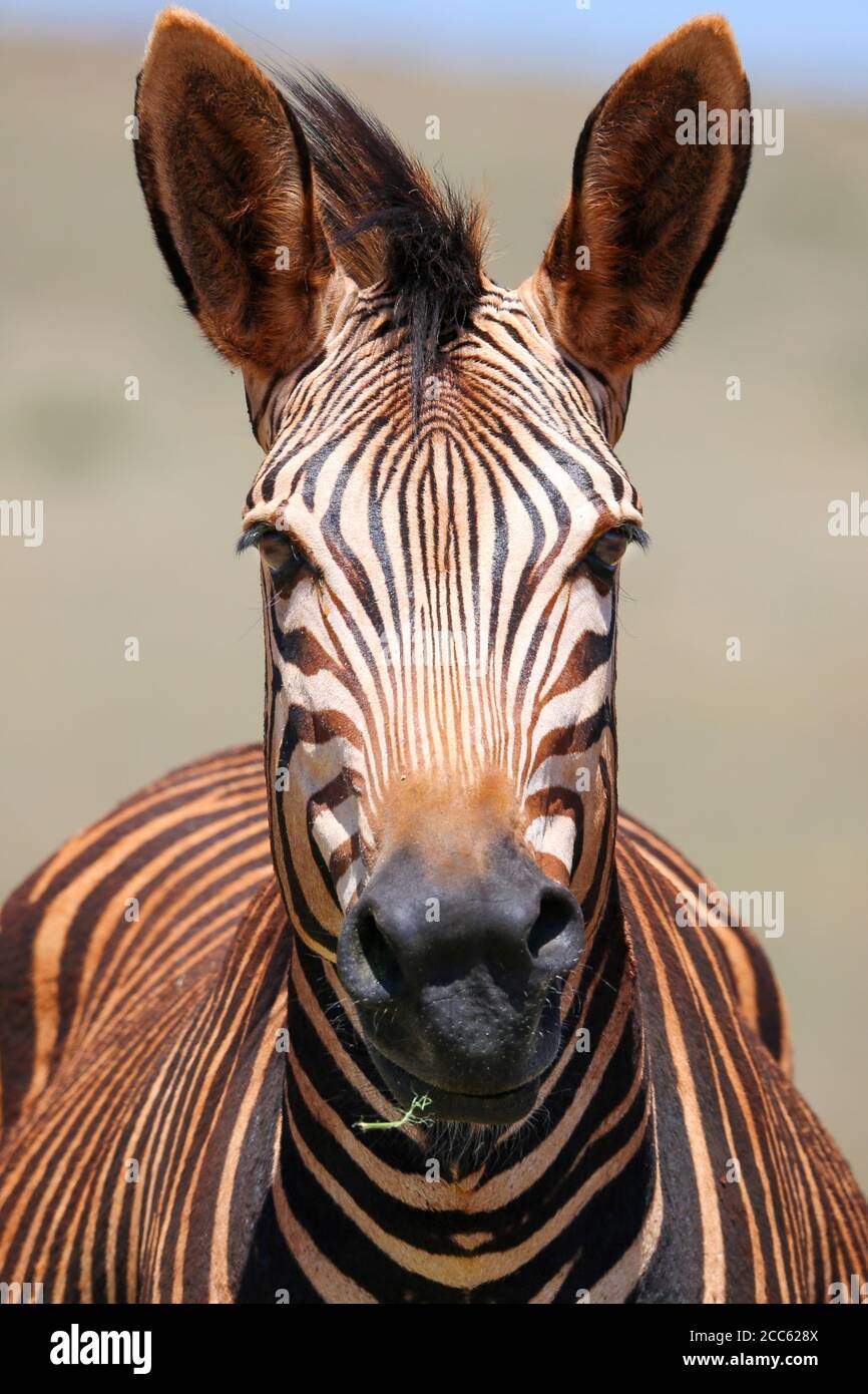 Zebra mit einem Staubbad Stockfoto