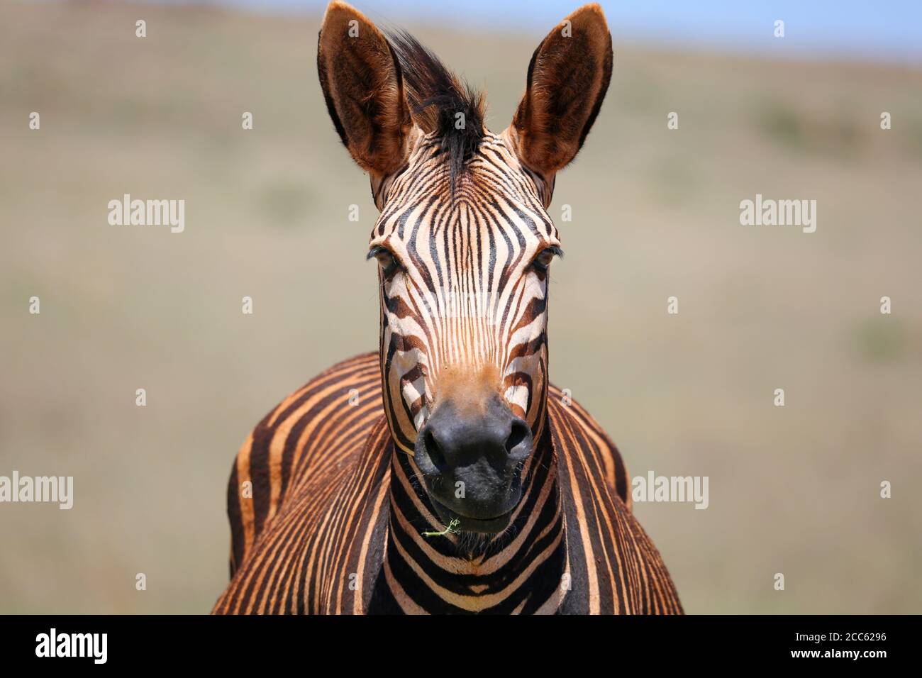 Zebra mit einem Staubbad Stockfoto