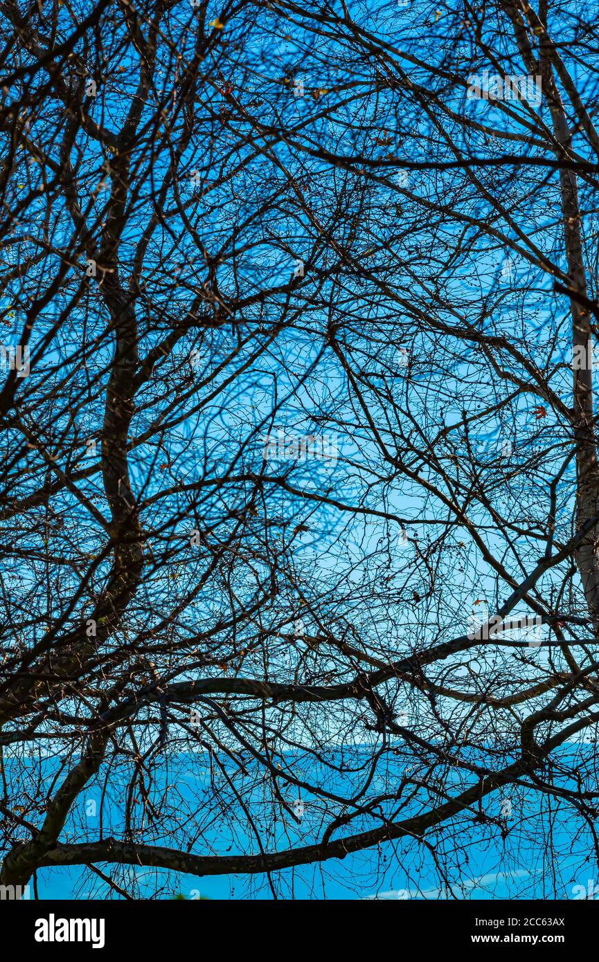 Israel, Hula Valley, schneebedeckten Hermon Berg als aus dem Agamon See im März gesehen Stockfoto