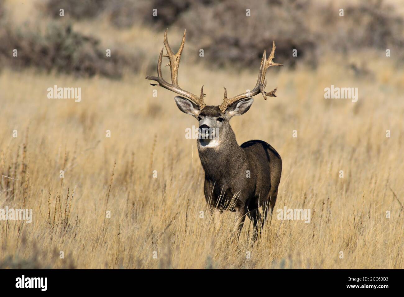 Großes Maultier Hirschbock Stockfoto