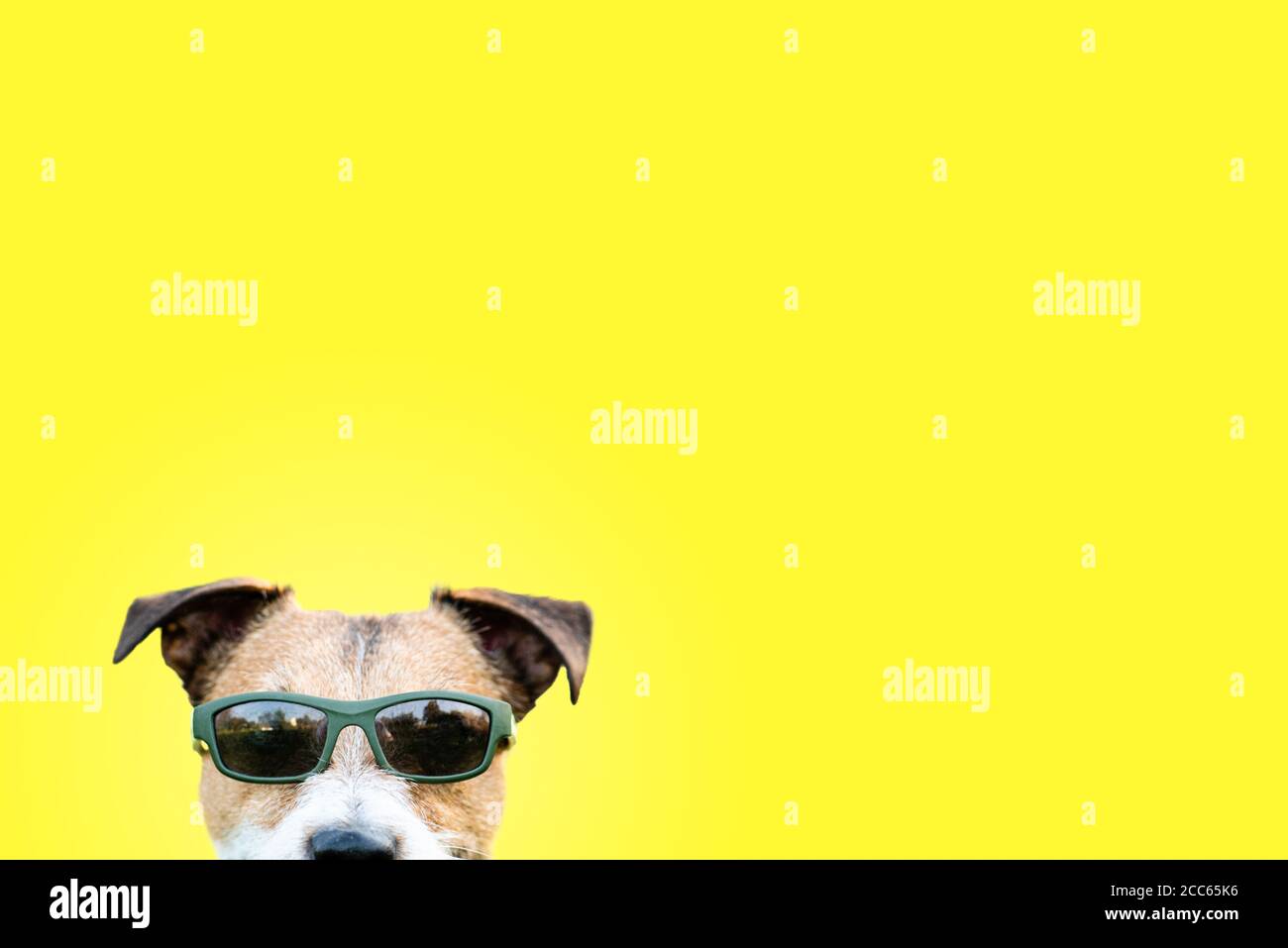 Humorvolles Reise- und Tourismuskonzept mit witzigem Hund in Sonnenbrillen Vor gelbem, durchgefärbten Hintergrund Stockfoto
