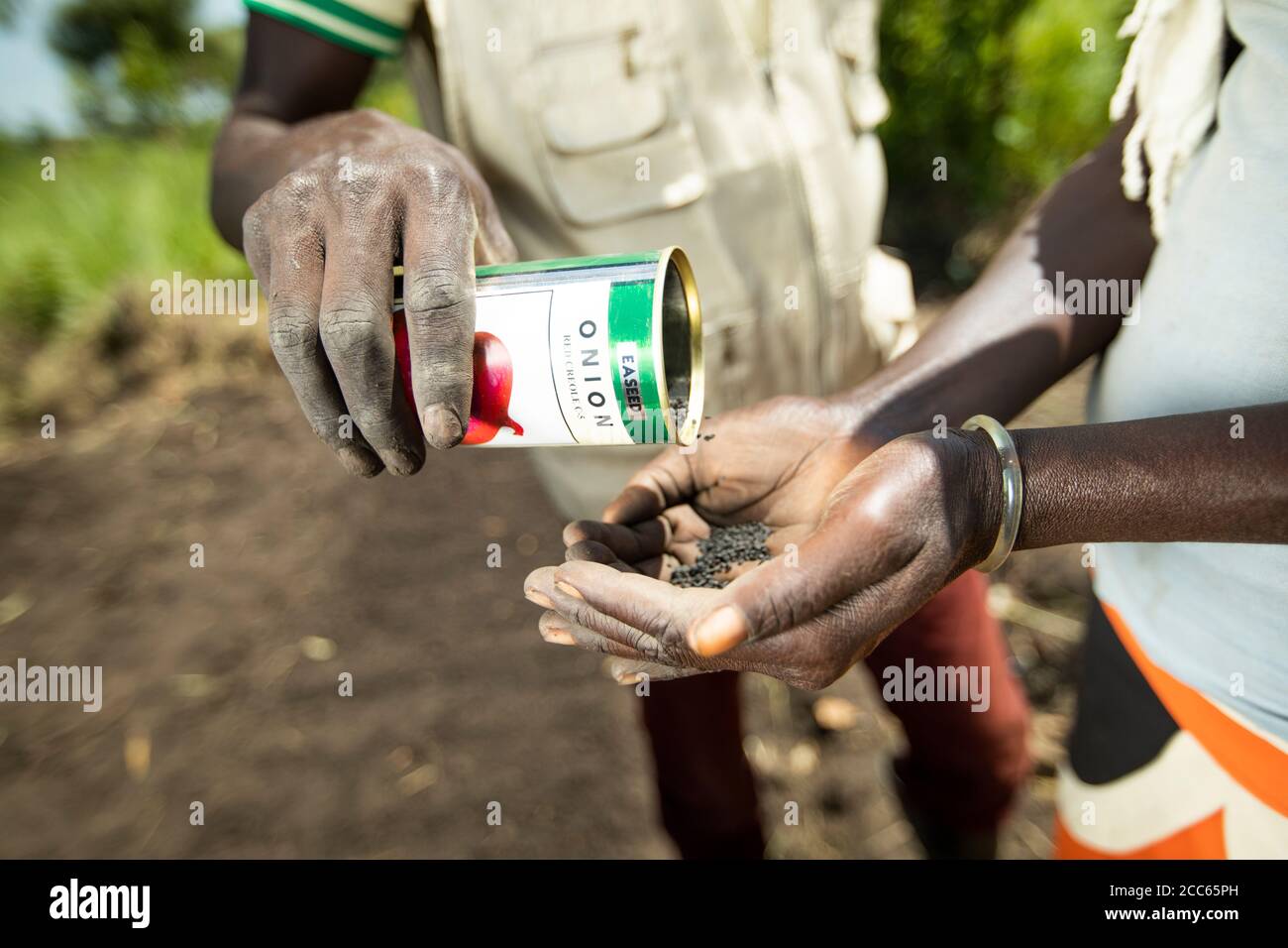 Bei einem landwirtschaftlichen Training in Palabek Refugee Settlement, Norduganda, Ostafrika, werden hochwertige Samen an Flüchtlinge aus dem Südsudan verteilt. Stockfoto