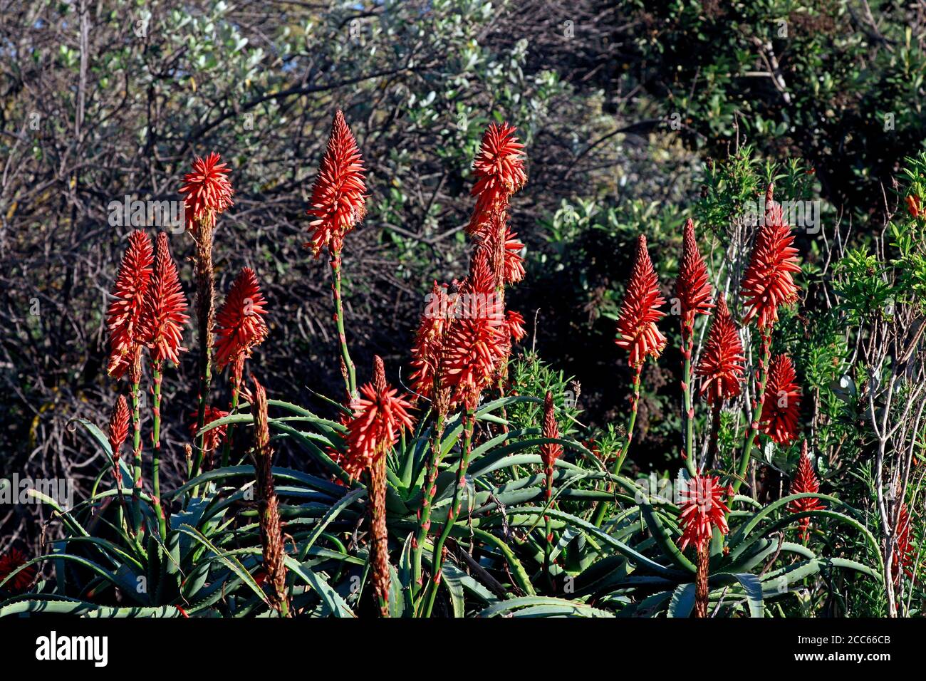 Aloe pflanze sdafrika -Fotos und -Bildmaterial in hoher Auflsung  Alamy