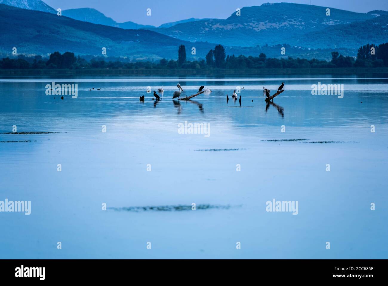 Fotografische Momentaufnahme, Szene aus dem See der Stadt Ioannina mit dem Namen Pamvotida. Verschiedene Wasservögel sitzen auf getrockneten Zweigen im See. Stockfoto