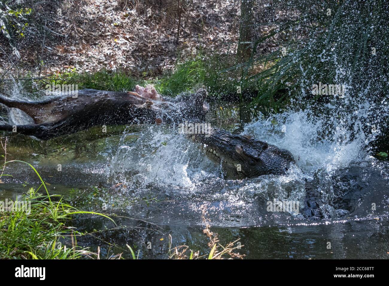 Der Besitzer und Fotograf Adam Britton, der eine Krokodilberatung betreibt, war nur 13 Meter entfernt, als er diese atemberaubenden Fotos machte. AUSTRALIEN: DIESE ARMEN Stockfoto