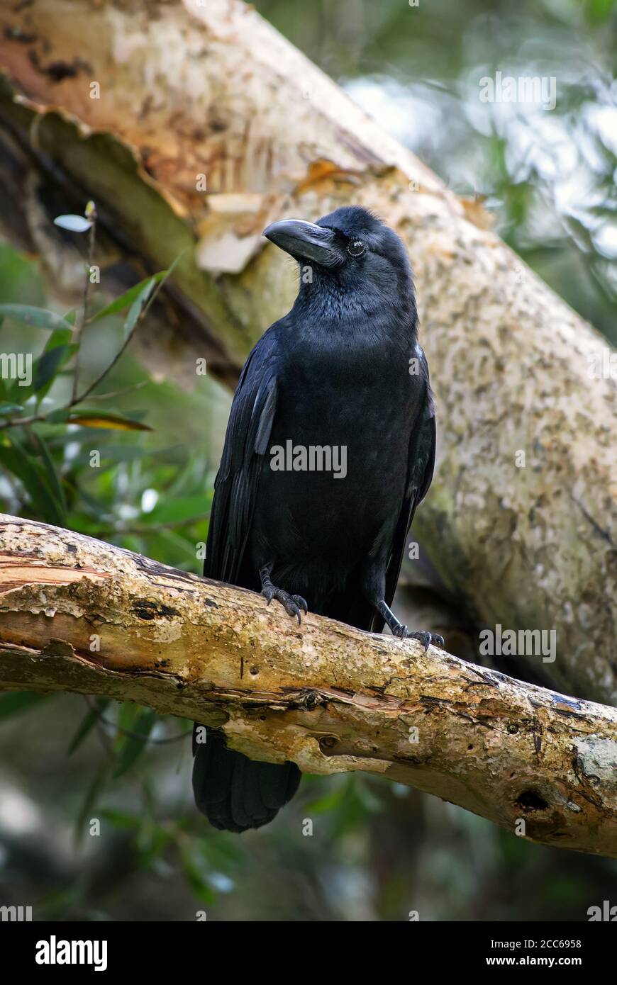 Großschnabelkrähe - Corvus macrorhynchos, große schwarze Krähe aus asiatischen Wäldern und Wäldern, Sri Lanka. Stockfoto