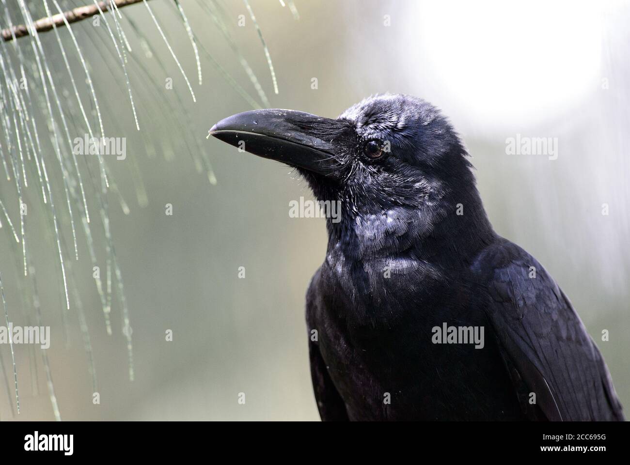 Großschnabelkrähe - Corvus macrorhynchos, große schwarze Krähe aus asiatischen Wäldern und Wäldern, Sri Lanka. Stockfoto