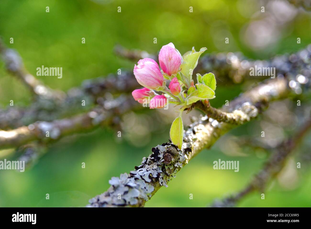 APFELBLÜTE AUF EINEM GRAUEN AST Stockfoto