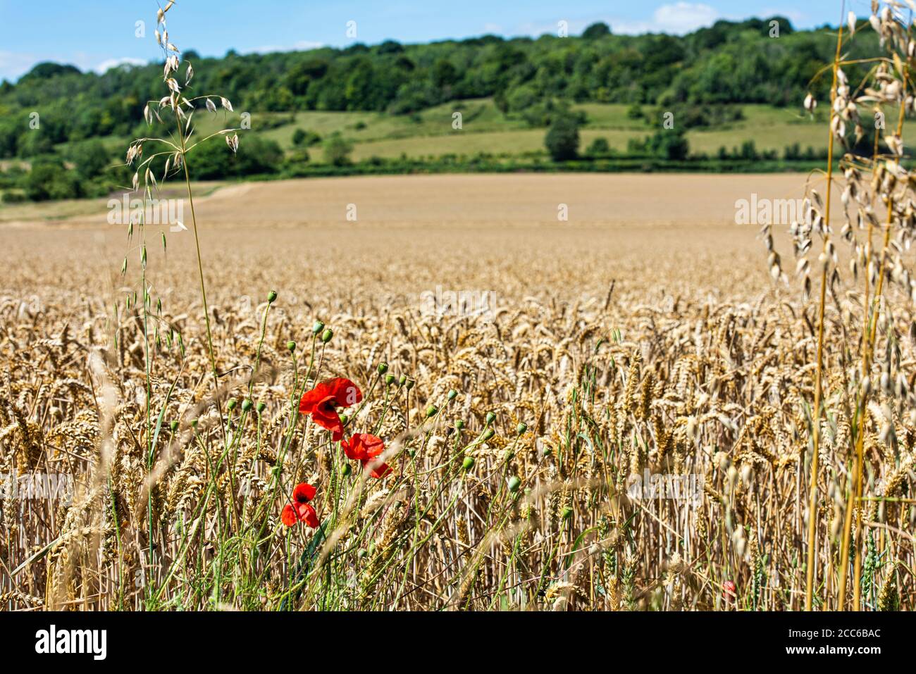 Weizenfelder bei Shoreham in Kent, England - seichtes Verteidigungsministerium Stockfoto