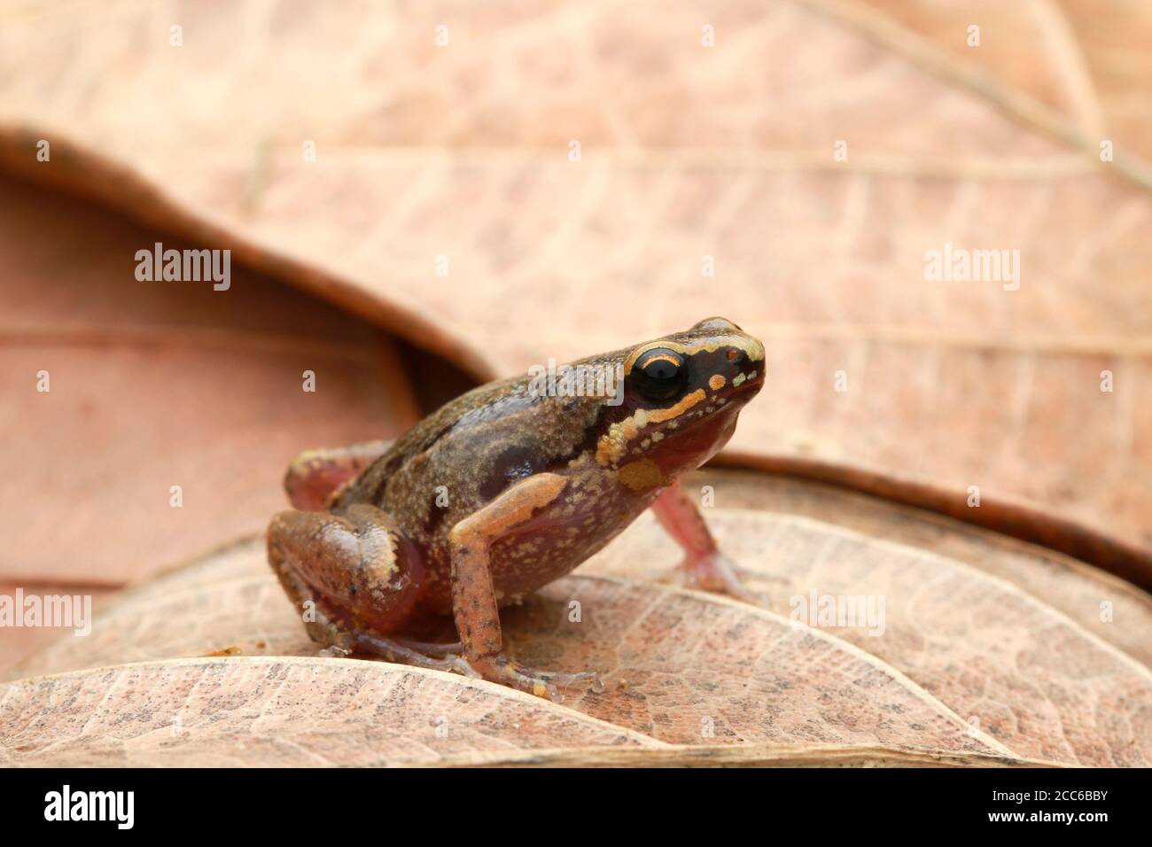 Deli Little Pygmy Frog (Micryletta sp.) Stockfoto