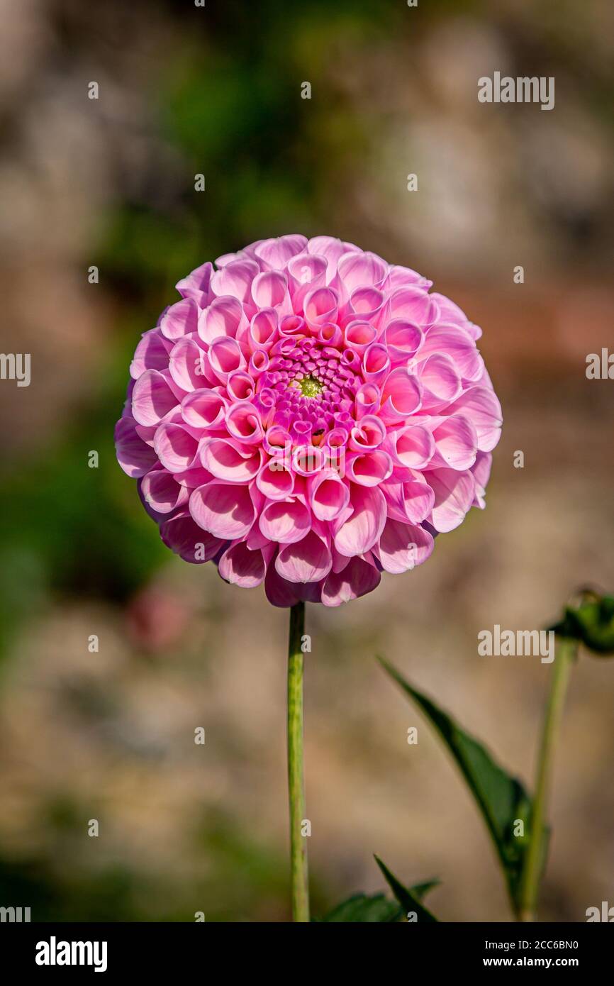 Eine rosa Dahlie im Spätsommersonnenschein, mit einer flachen Schärfentiefe Stockfoto