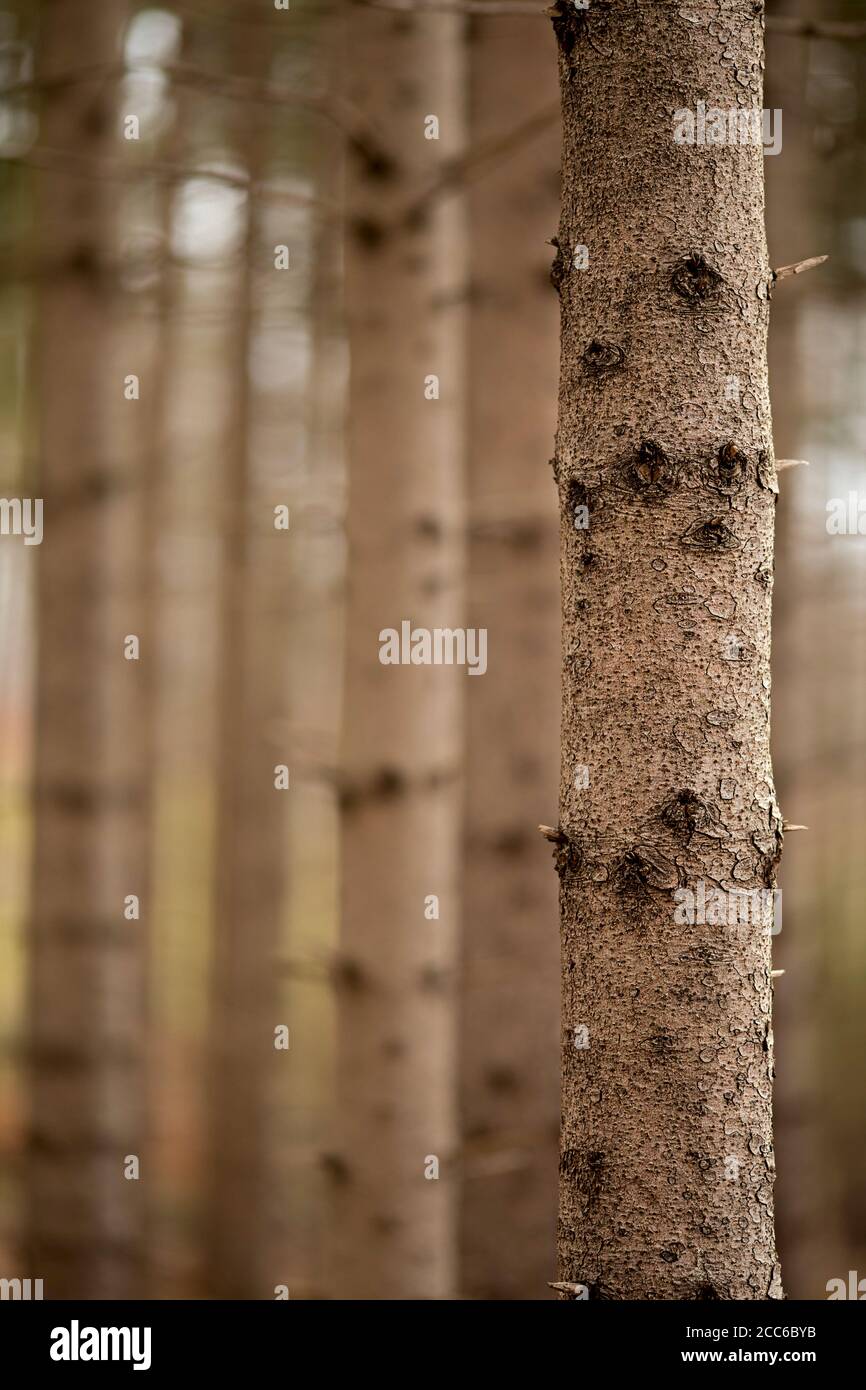 Schlanke Fichtenstämme mit grober Rinde und Knotholes im Nadelwald Stockfoto