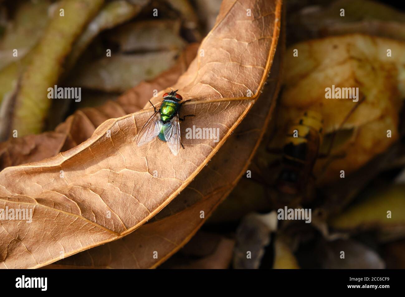 Nahaufnahme von Common Green Bottle Fly, Blow Fly, Lucilia sericata auf einem Komposthaufen. Auf einem alten braunen Baumblatt. Blaubottchen- oder Aasfliege, Larven lebend Stockfoto