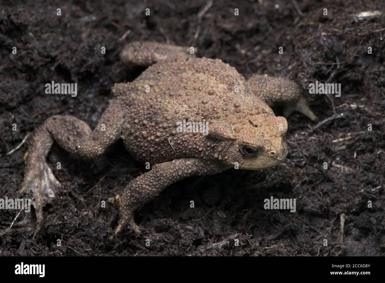 Blick hinunter auf eine gemeinsame Kröte sitzen ausgebreitet auf einem dunklen Kompost Schlamm Hintergrund. Die rot strukturierten Klumpen sind ungewöhnlich, sichtbar als Ganzkörperbild. Stockfoto