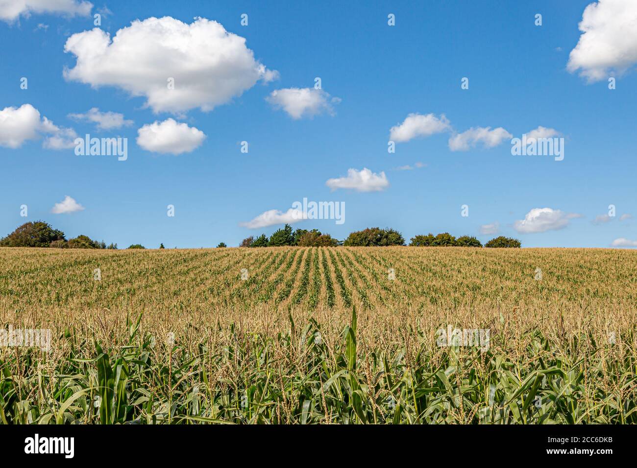 Maispflanzen wachsen in der Sussex Landschaft auf einem sonnigen Späte Sommer Tag Stockfoto
