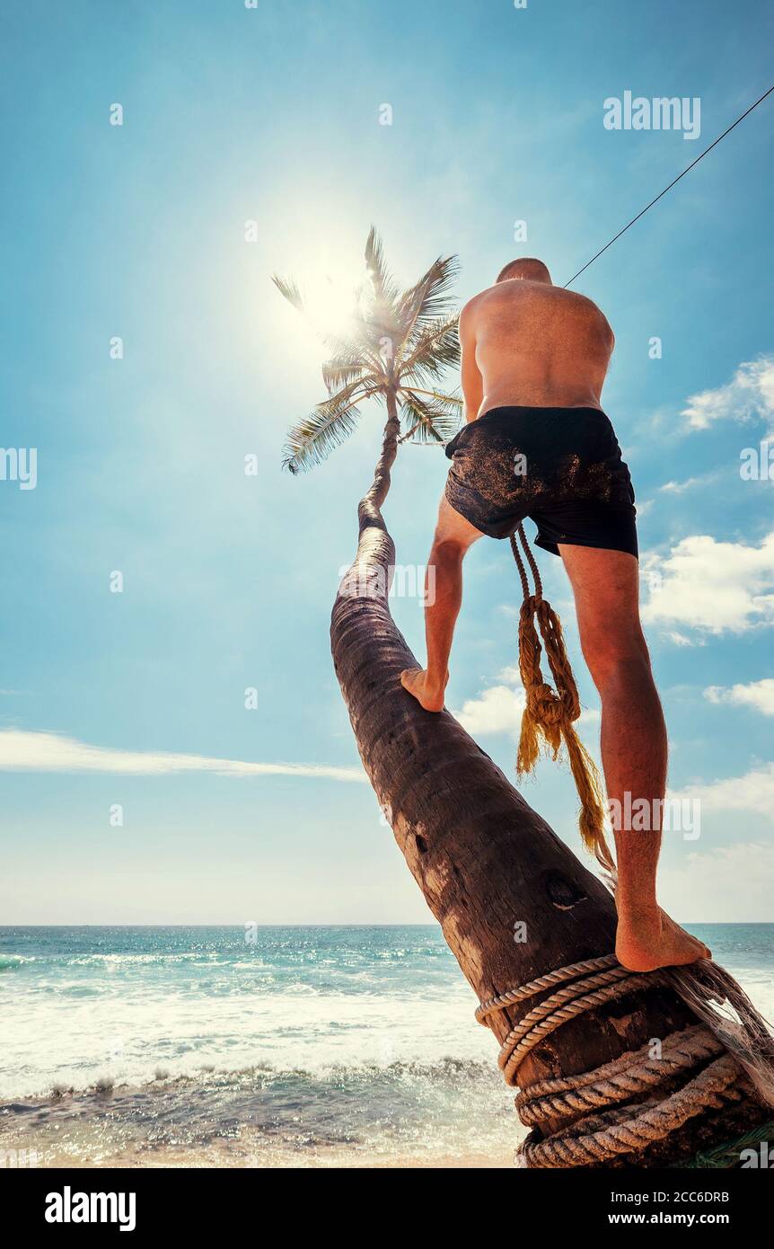 Mann klettert auf die Palme, um am Strand schaukeln zu können Schaukel Stockfoto