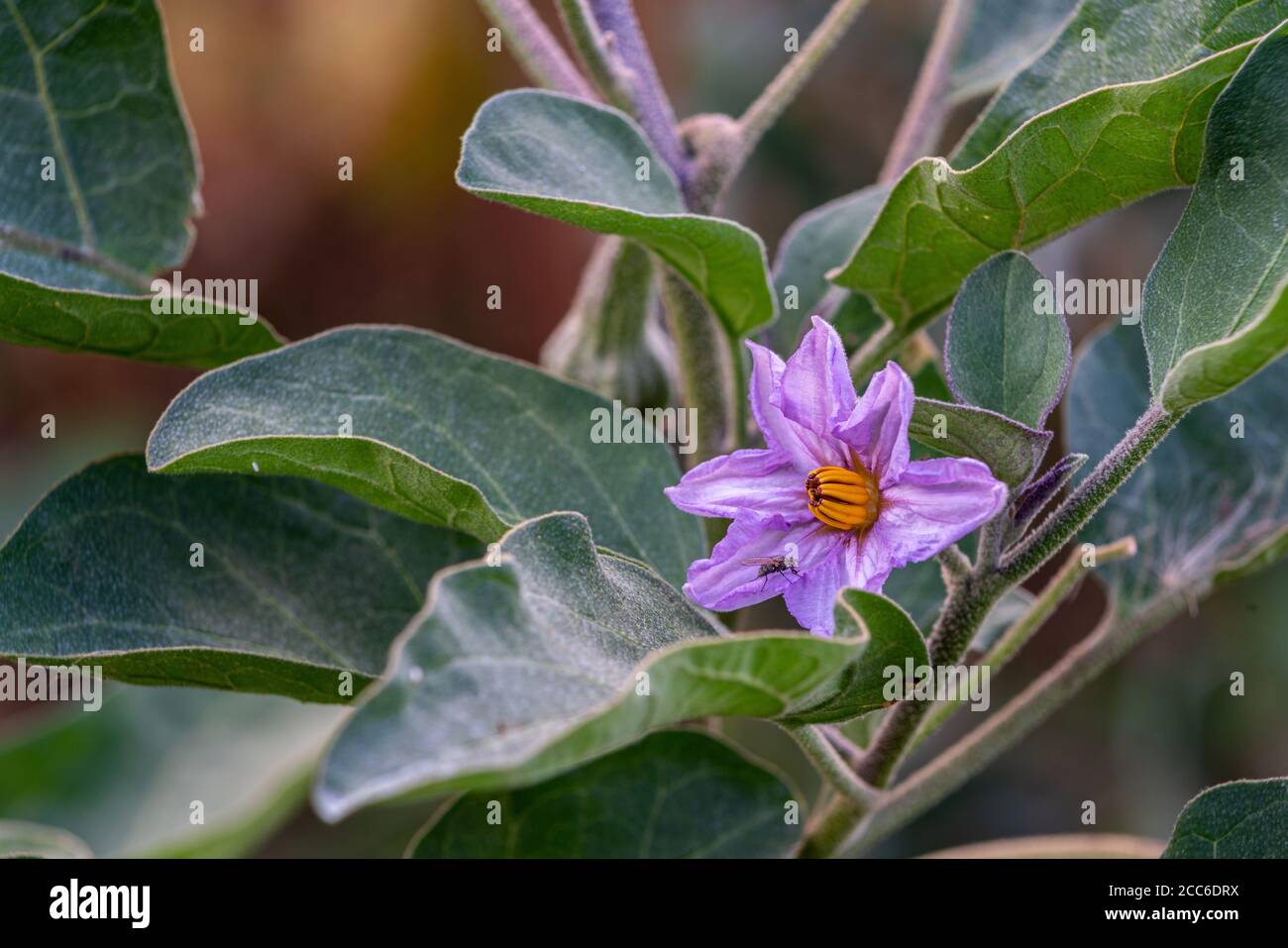 Plant garden aubergine Fotos und Bildmaterial in hoher Auflösung Alamy