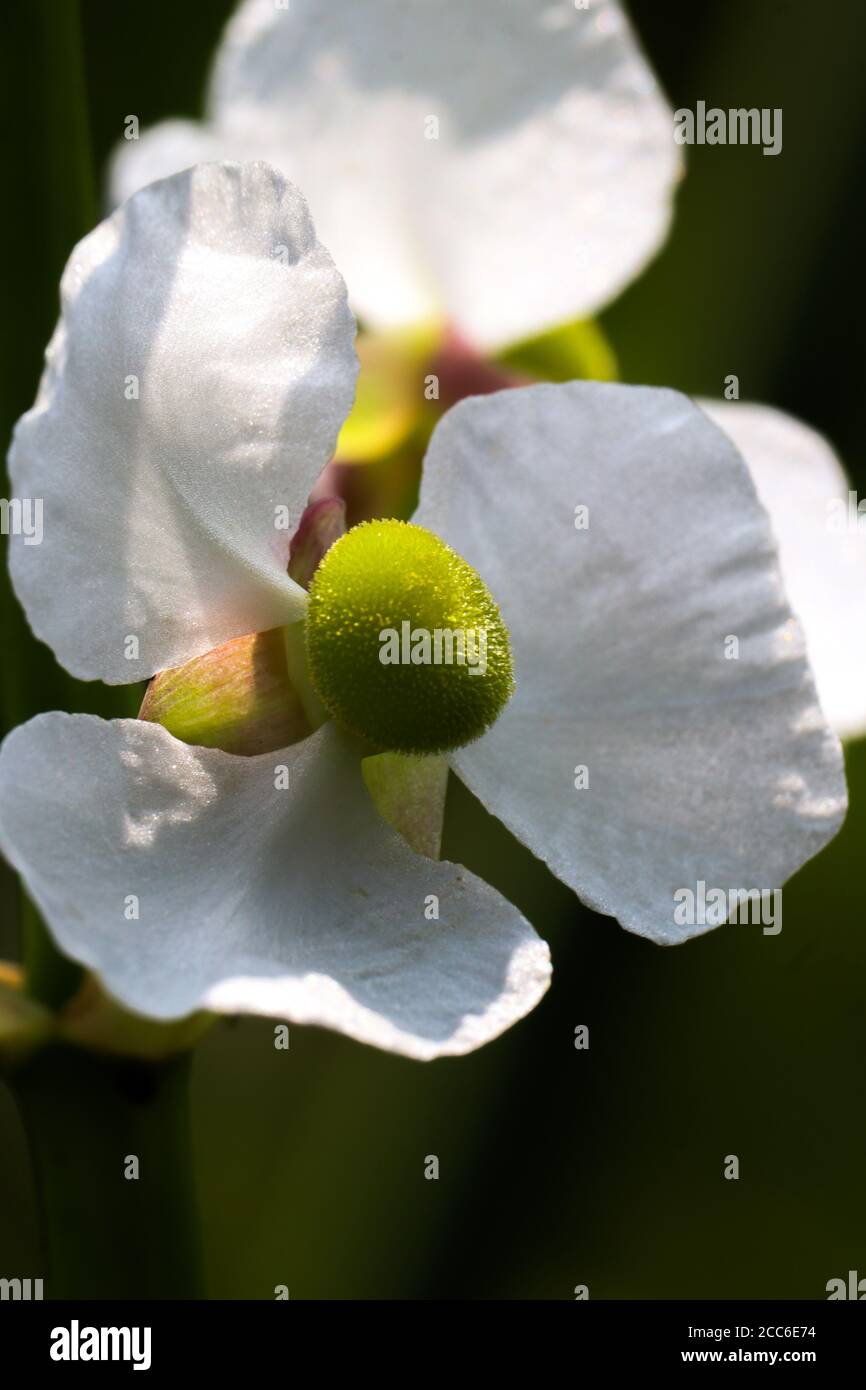 Wasserblume mit weißen Blütenblättern und grünen Stistillen Stockfoto