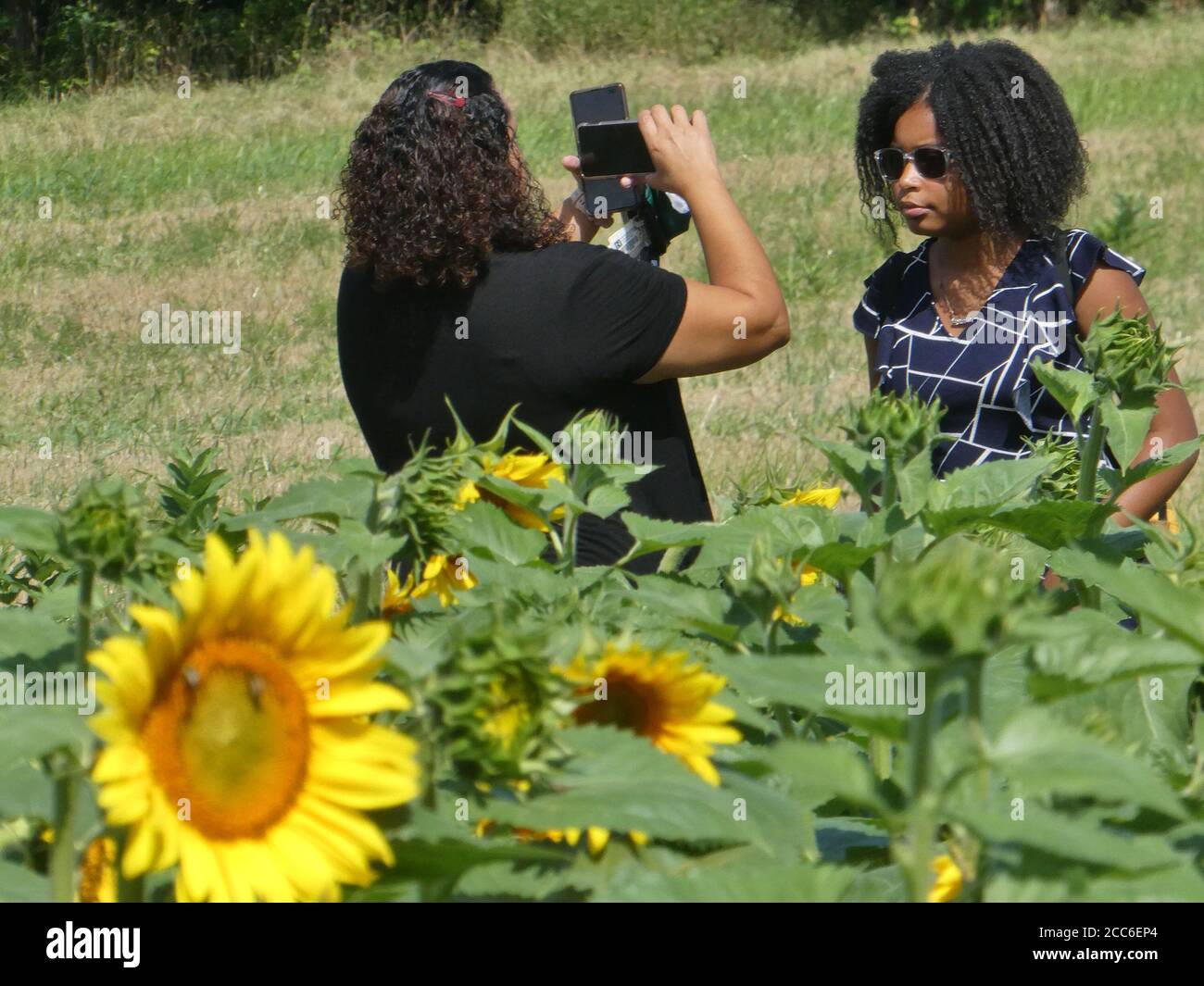 Besucher genießen Sonnenblumen Patch. Stockfoto
