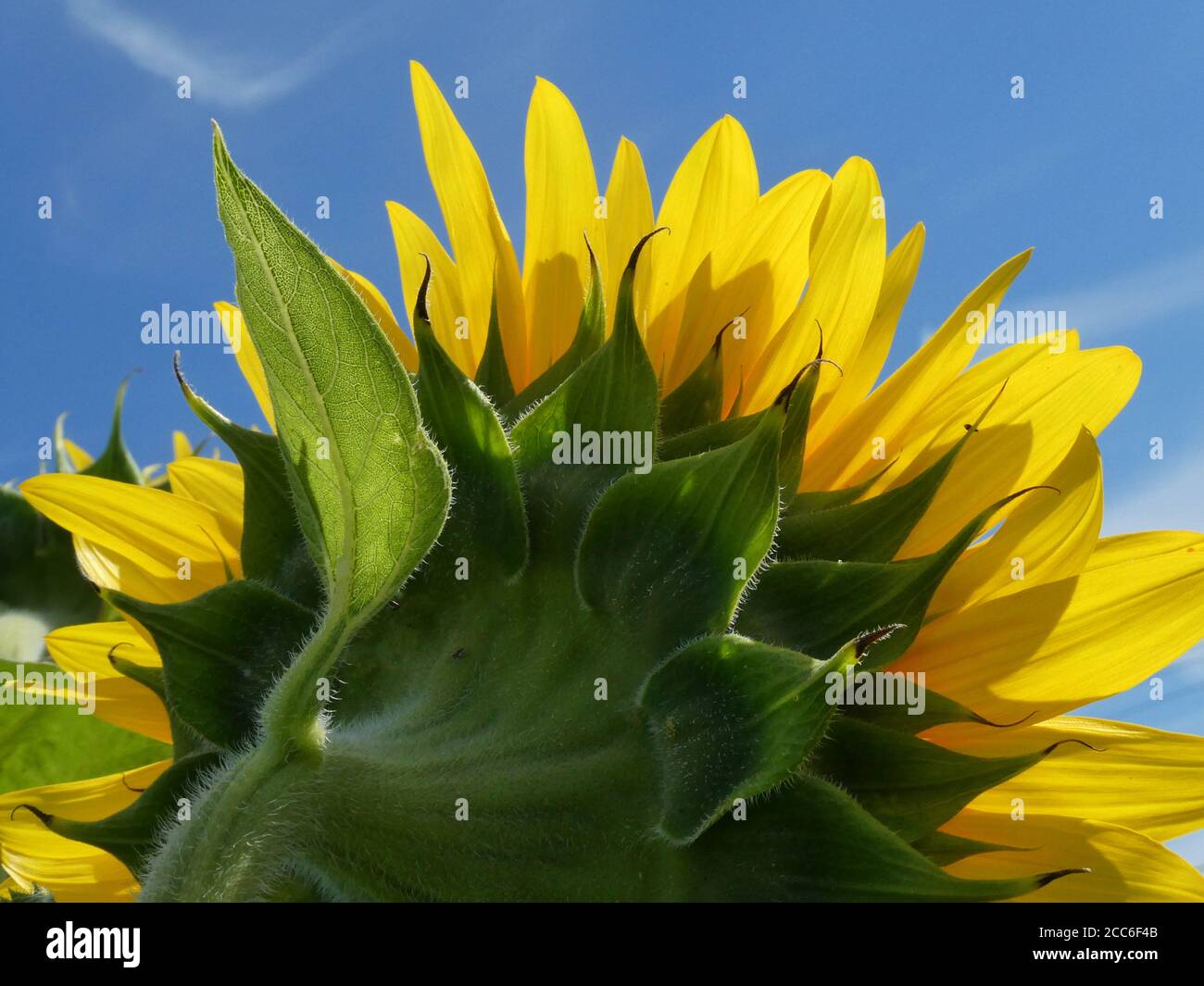 Sonnenblumenfeld in voller Blüte. Stockfoto