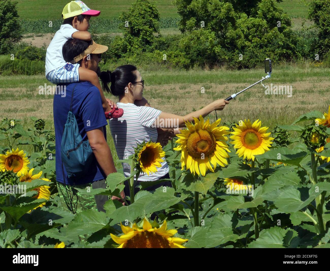Besucher genießen Sonnenblumen Patch. Stockfoto