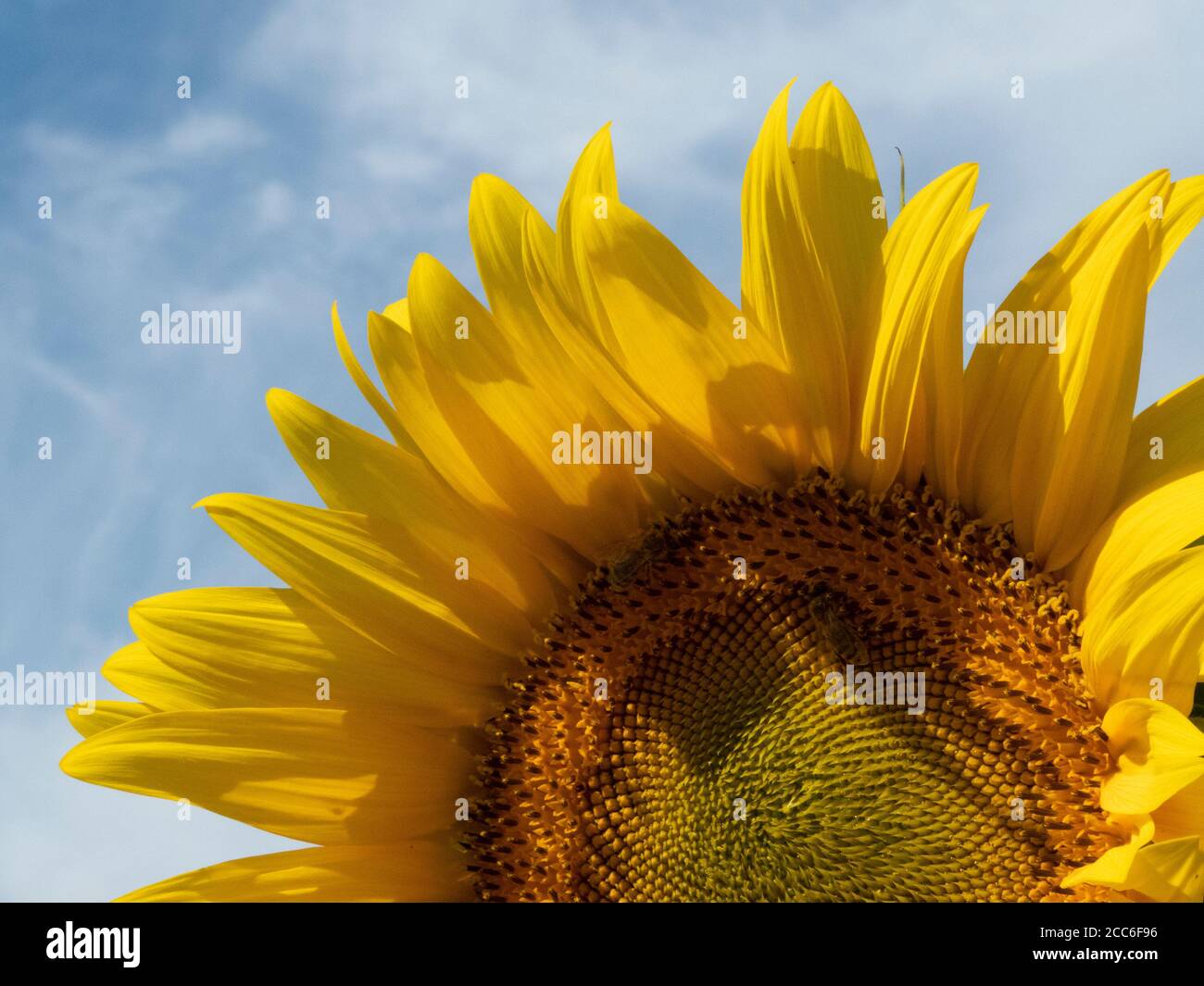 Sonnenblumenfeld in voller Blüte. Stockfoto