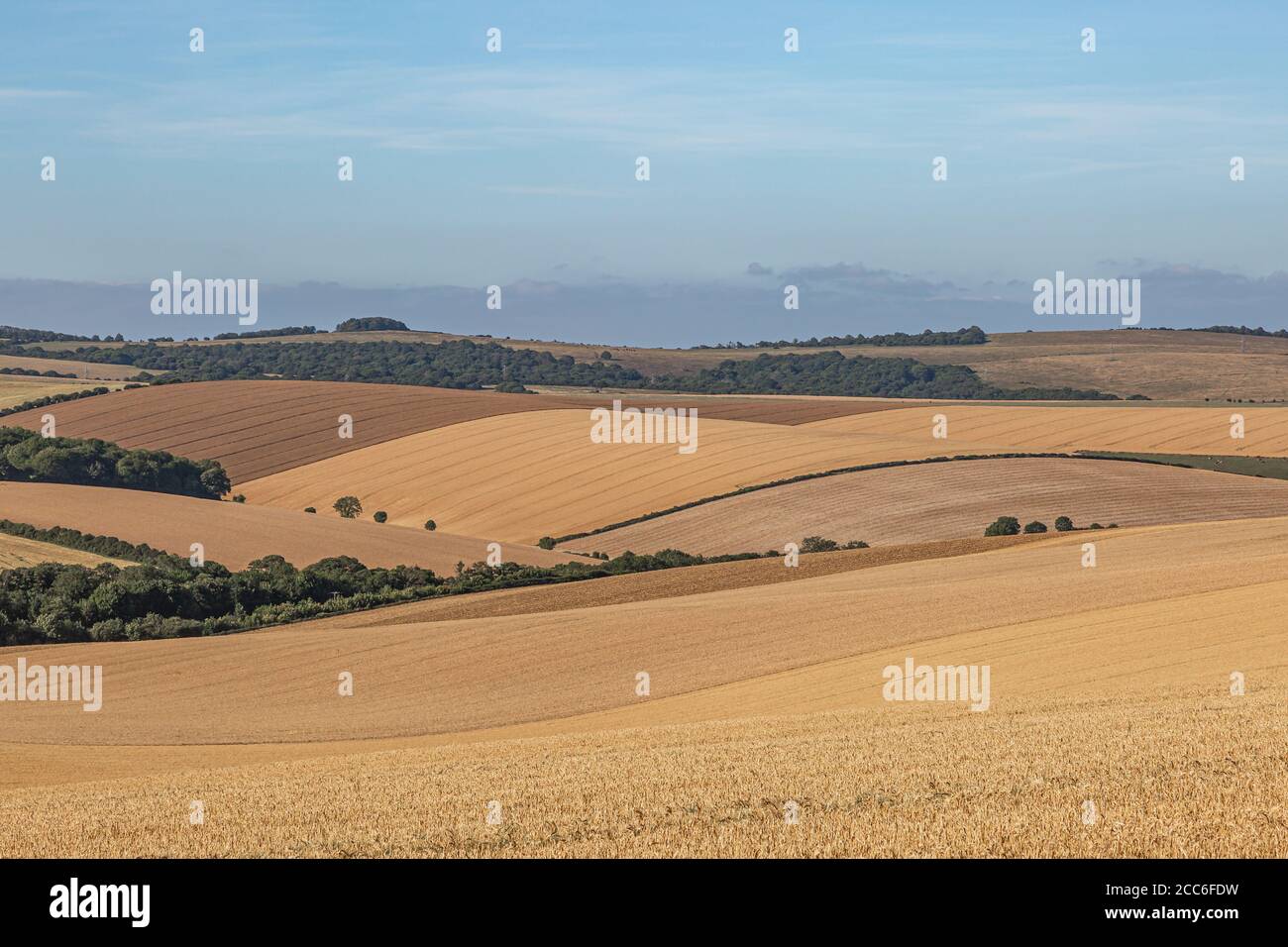 Sanfte Hügel mit Getreidepflanzen wachsen in den South Downs, an einem sonnigen Sommertag Stockfoto
