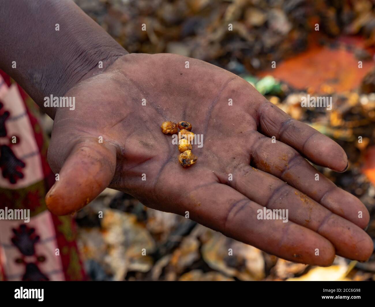 Mais gesegnet in einer Voodoo-Zeremonie auf einer männlichen Hand. Dankoli, Benin Stockfoto