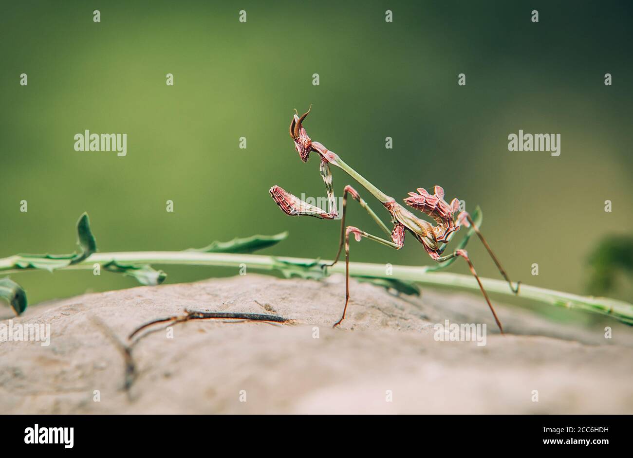 Praying Mantis Makro-Porträt auf einem Felsen. Jagd Tier, warten auf Beute Stockfoto