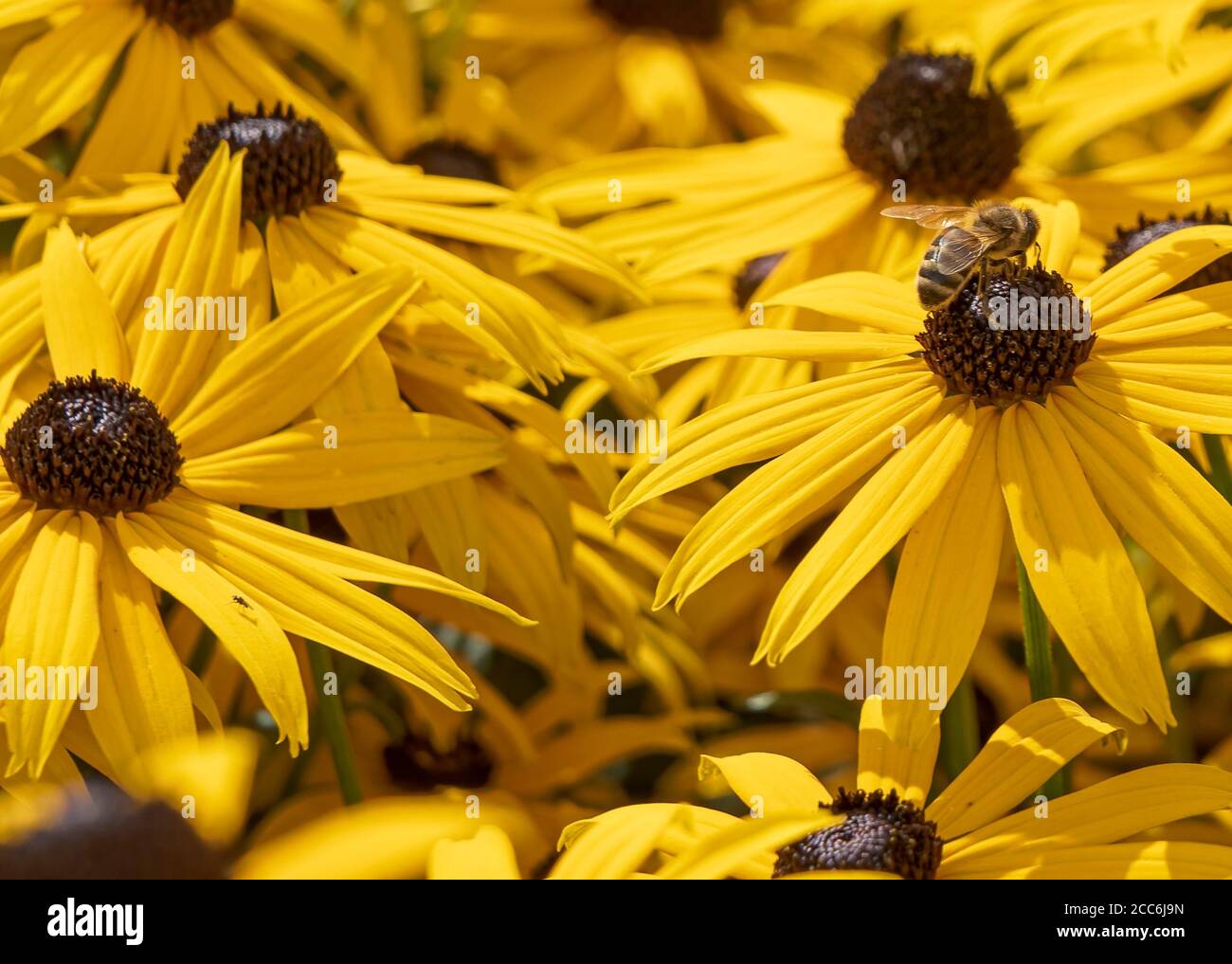 Bienen auf gelben Nadelblüten Stockfoto