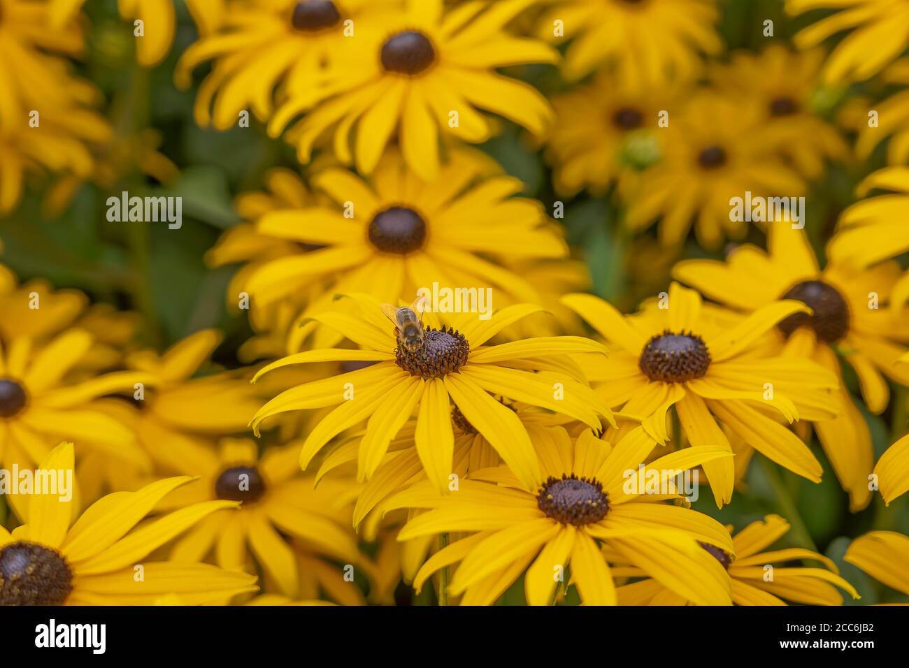 Gelbe Kegelblumen Stockfoto